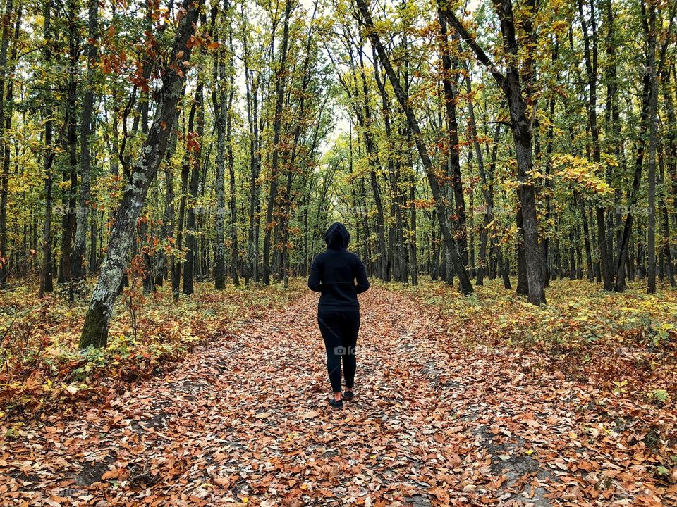 Autumn forest