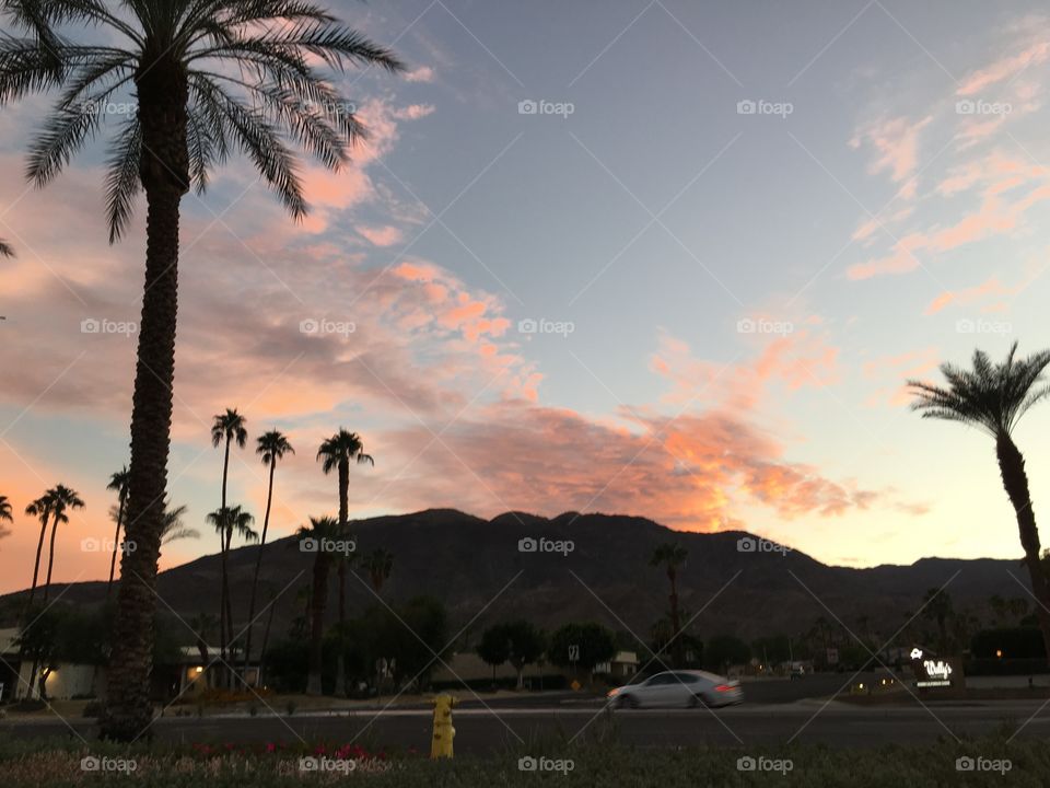 Silhouettes of palm trees