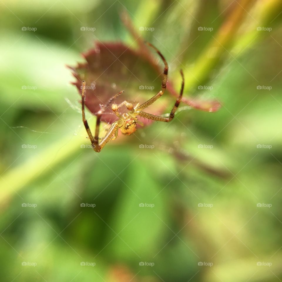 A face only a mother could love