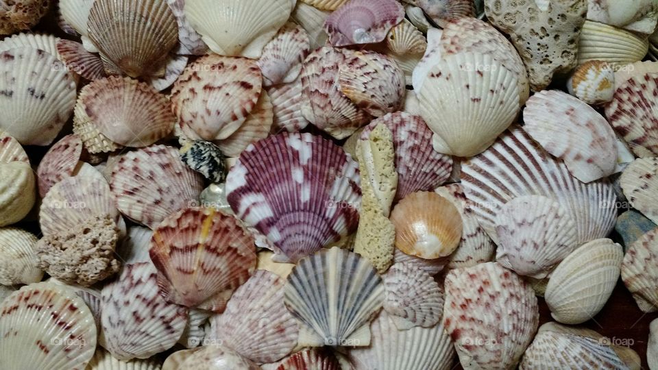 shells