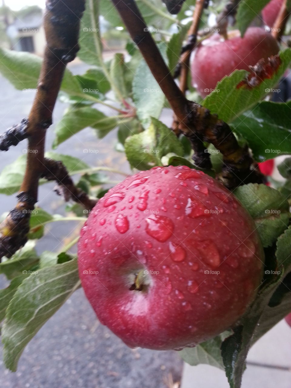 After Rain Apple