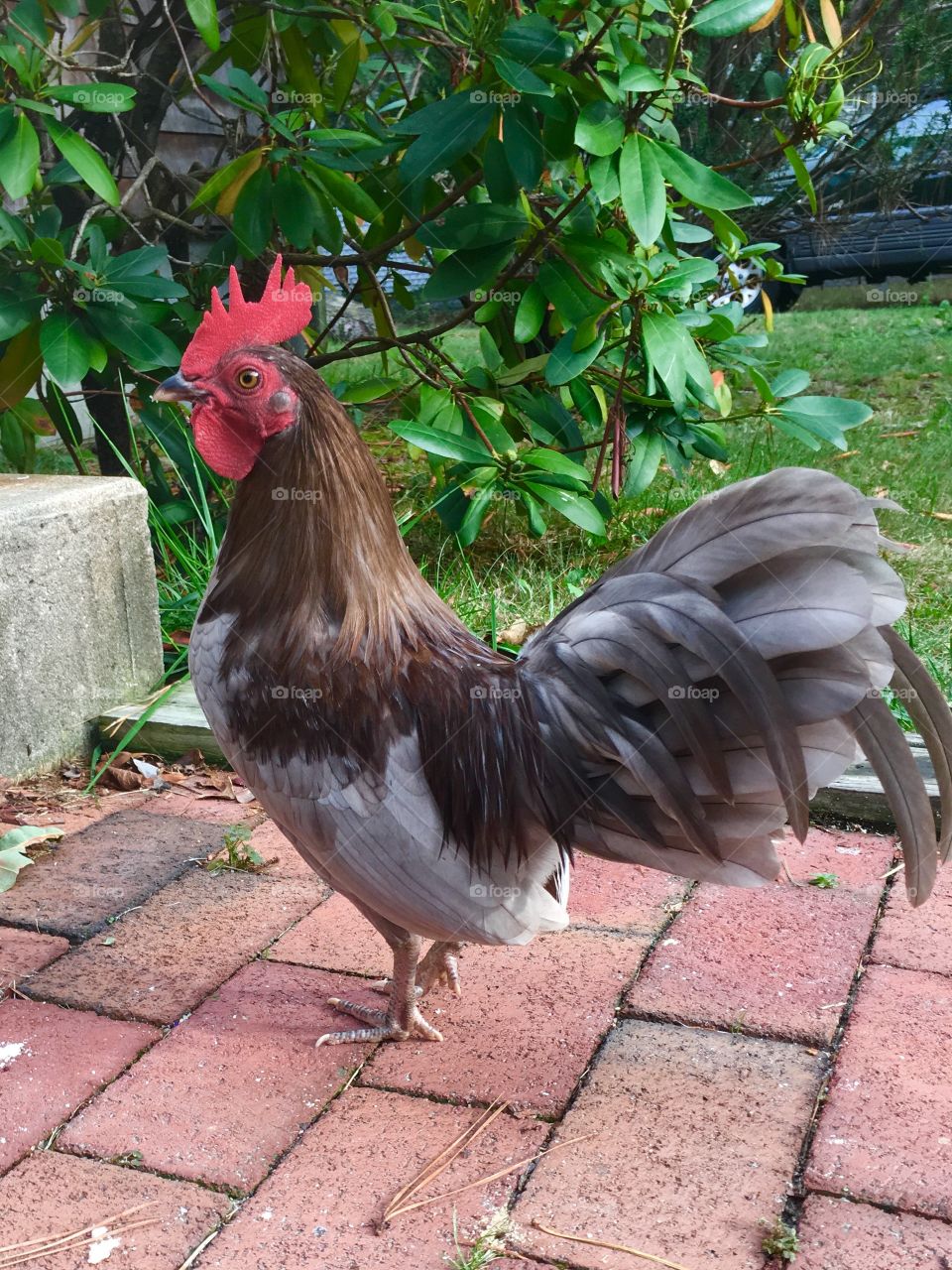 Close-up of rooster