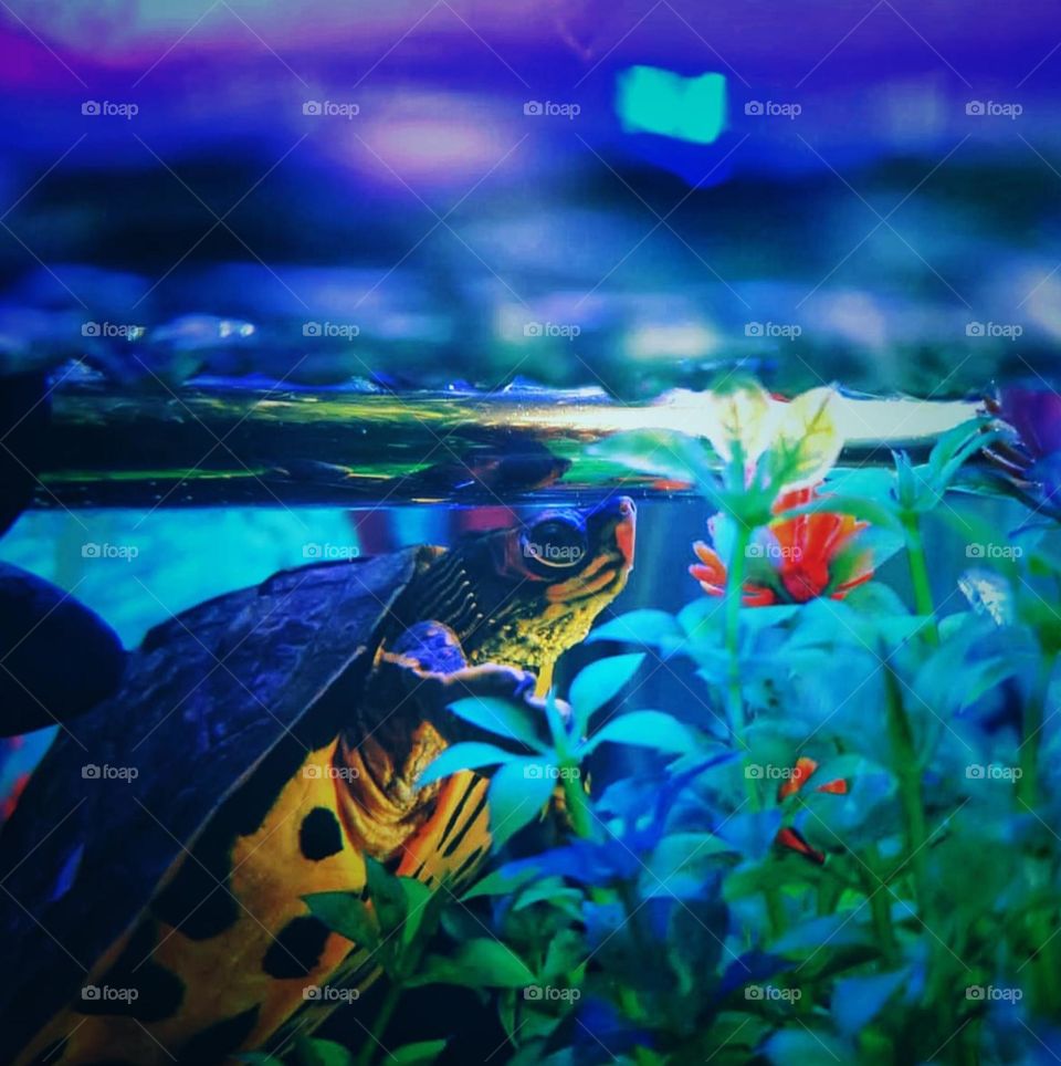 pet turtle 🐢 in blue aquarium light 💙