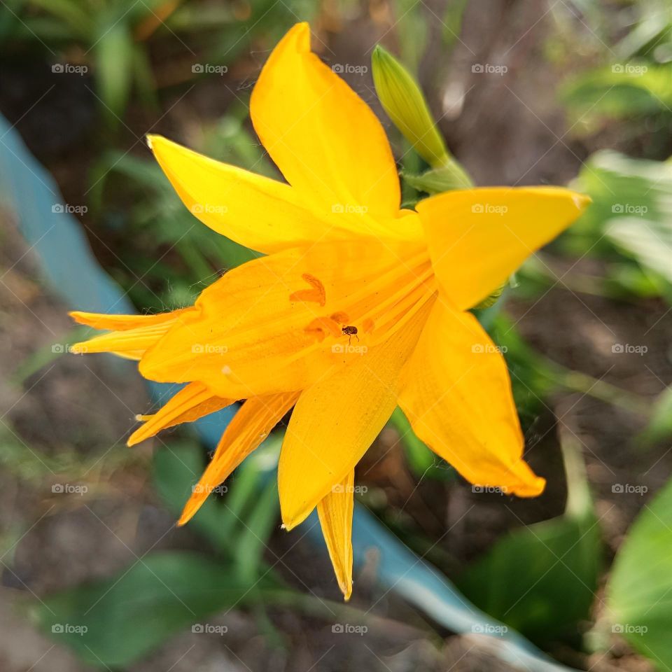yellow daylily