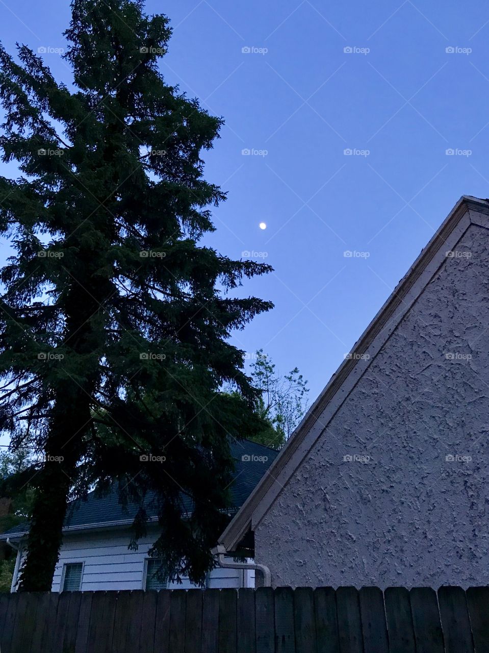 Moon overhead, pine tree, night sky 