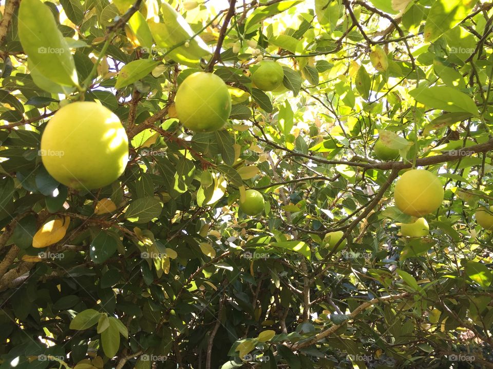 Myer Lemon tree