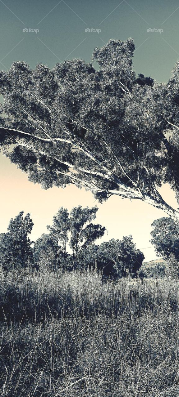 black and white nature photo