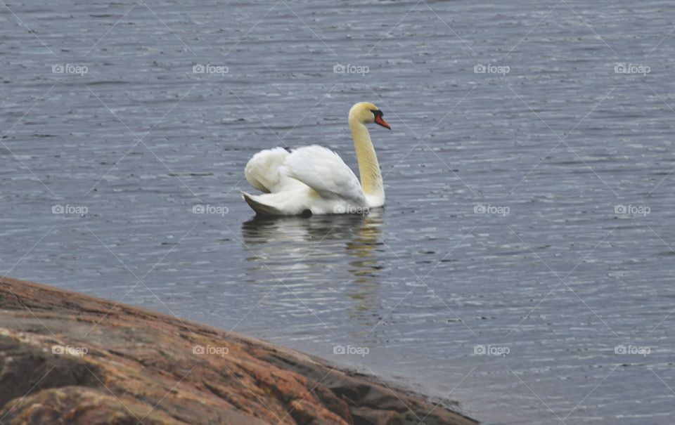 Swan