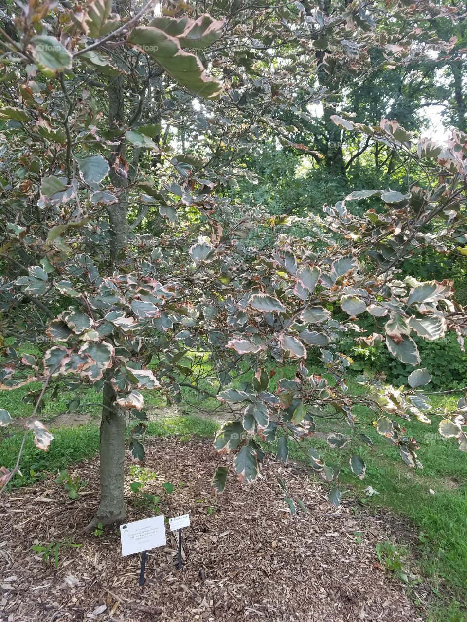 Tree, Garden, Flora, Leaf, Agriculture