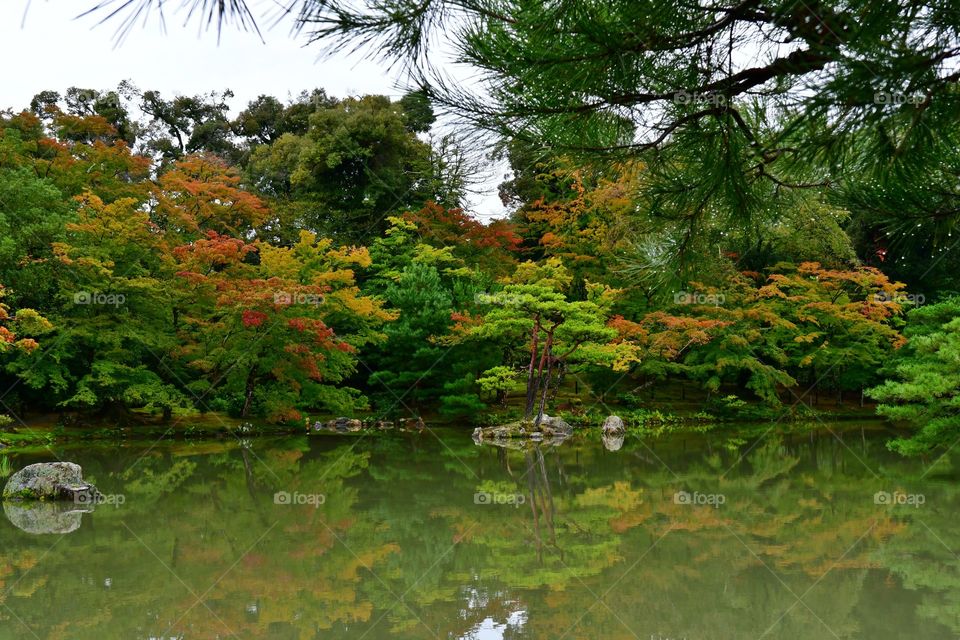 Garden pond