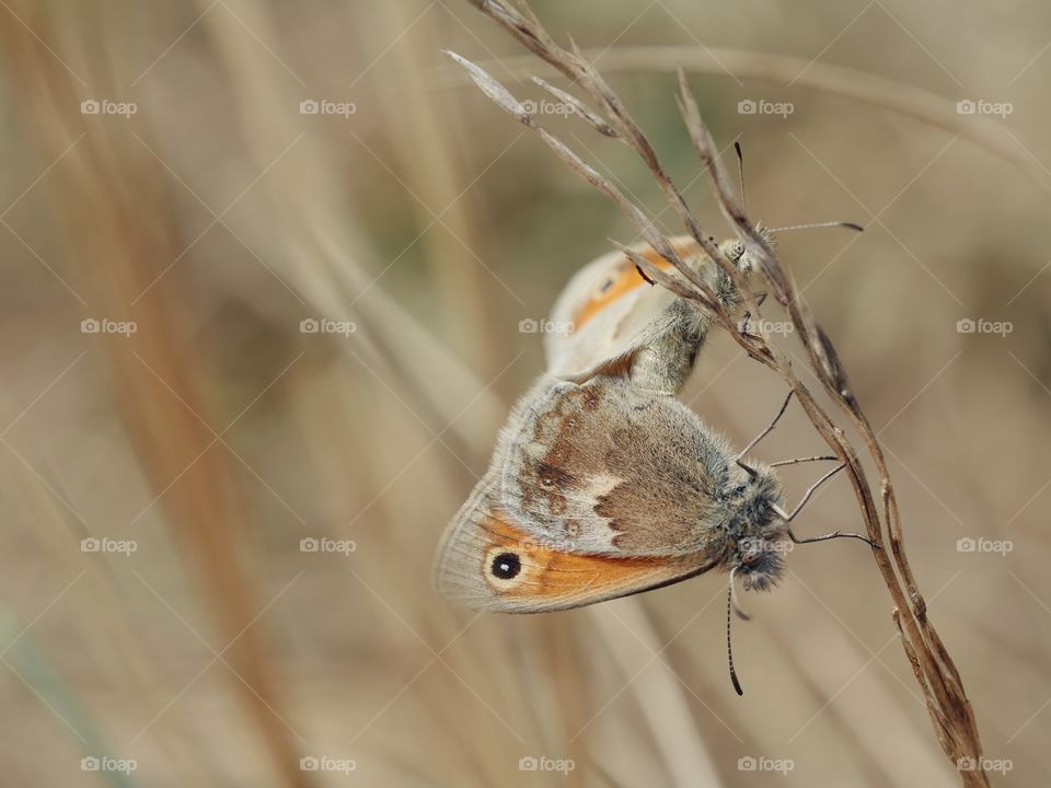 Close up of mating Small heath butterfly