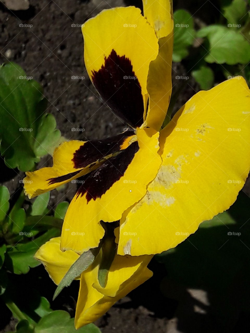 park spring time sun sunny colors colorful nature wild plants flowers amazing stunning cool nice weather hot lovely sky forest grass view splendid