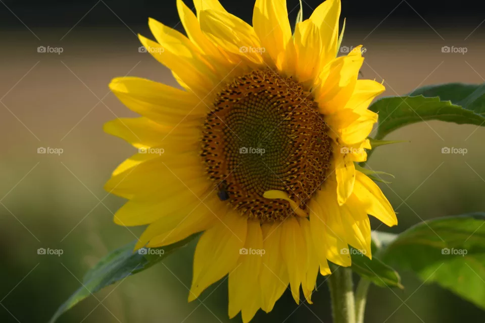 beautiful flower