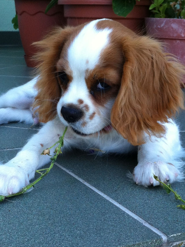 dog cute puppy friend by ndia