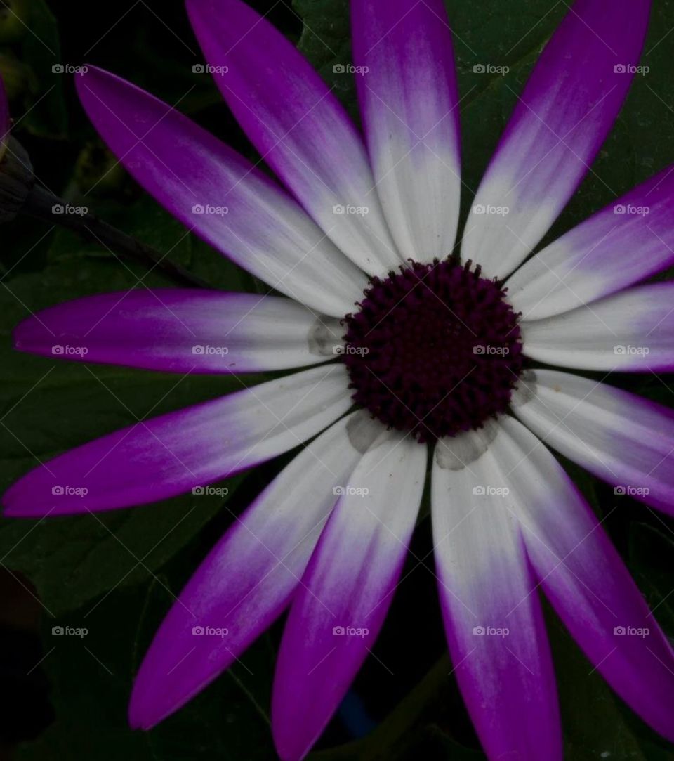 Cloesup. Close up , macro shot of Purple flower