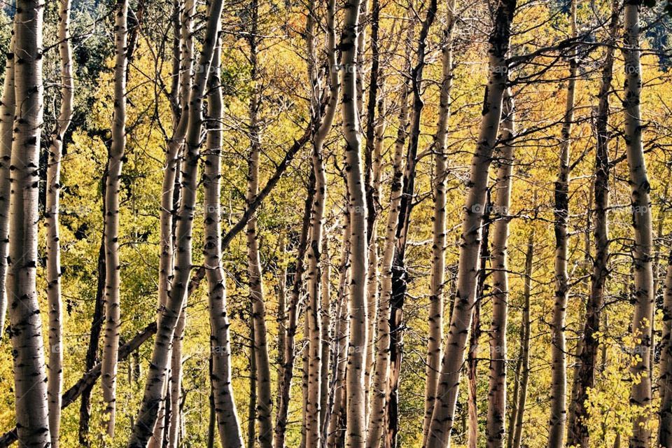 Aspens