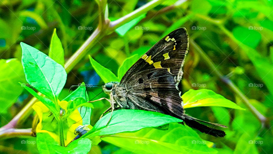 Moth feeding on nature's nectar.