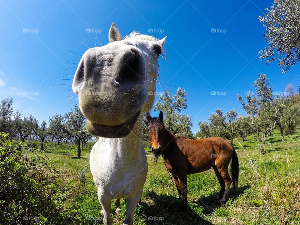 Portrait of horse standing on field