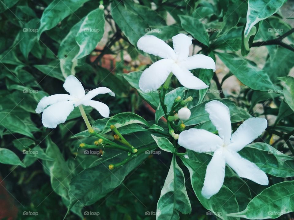 3 white flower