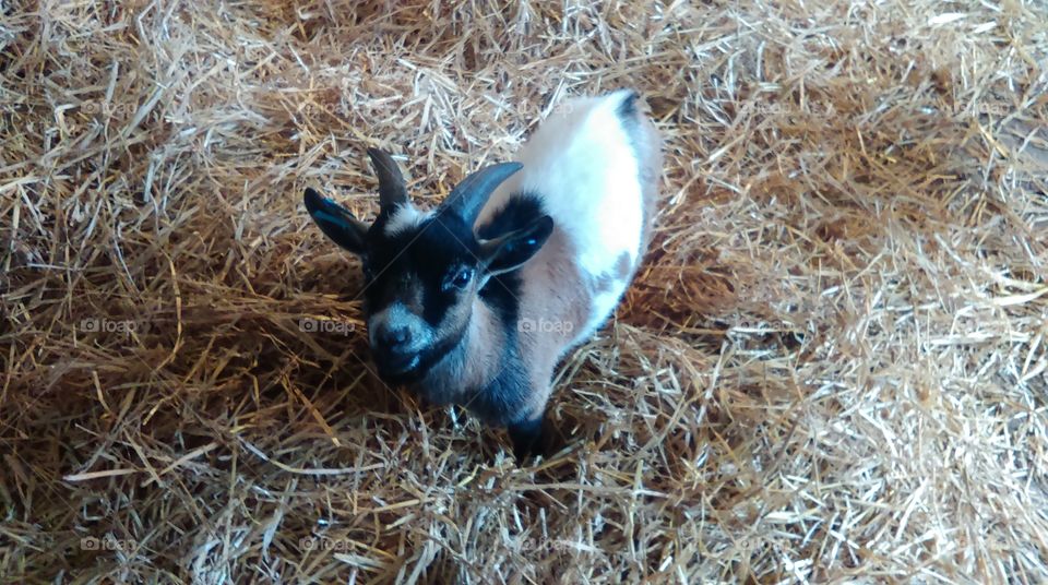 Billy the kid. down on the farm