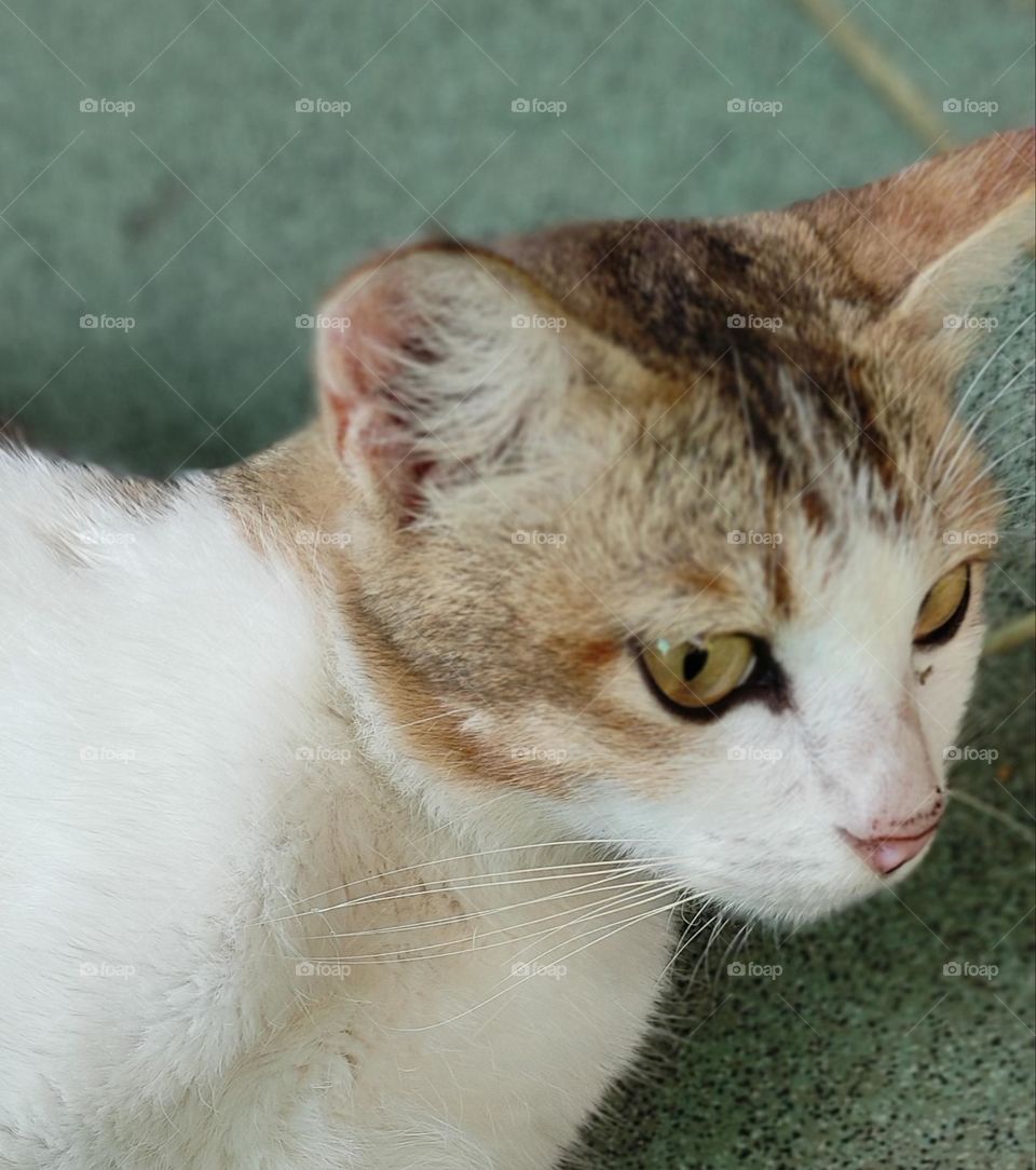 Cats are carnivorous animals but many people keep them and are liked because they are tame and fun to play with.