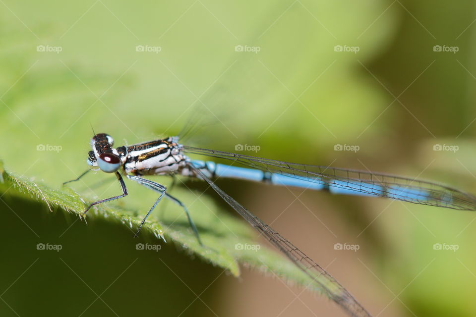 Dragonfly on leaf