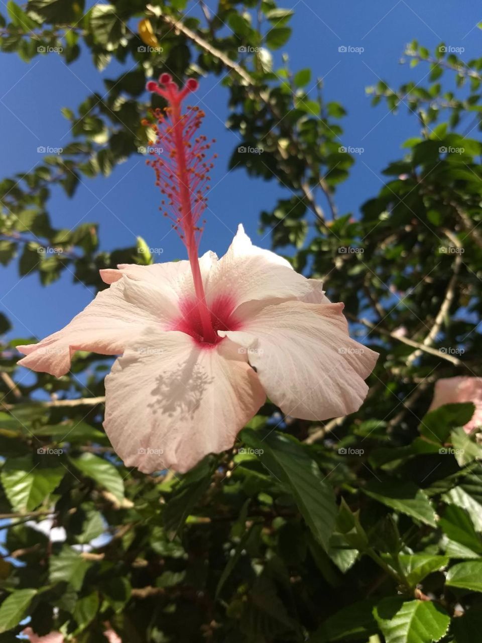 Pink hibiscus