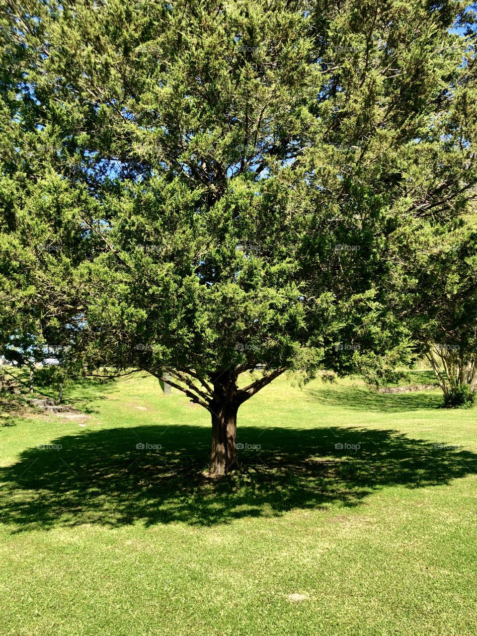Beautiful shade tree on sunny spring day