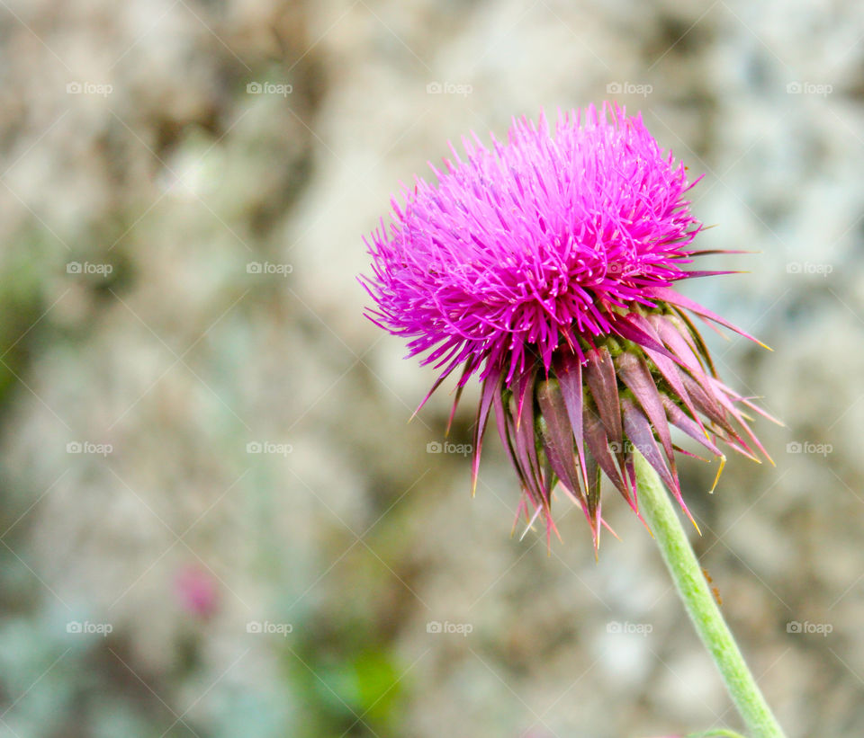 The blossoming pink flower of a burdock on a blurred gray-green background with grass and leaves.  Horizontal focus, macro shot