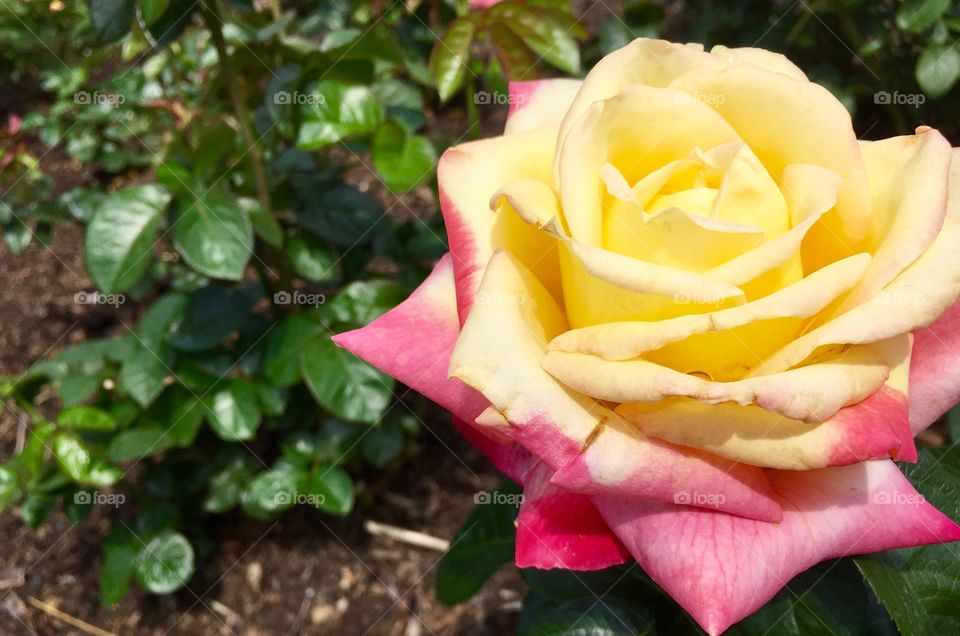 Lemonade rose botanical gardens