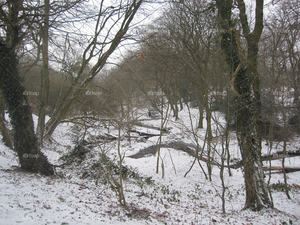 Winter, Snow, Tree, Landscape, Wood