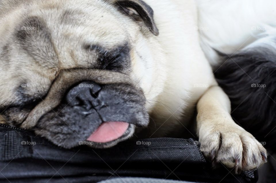 pug face. driving in the car snoozing.