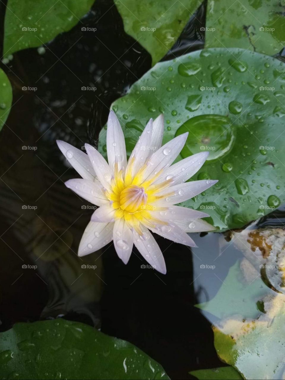 Lotus in a pond