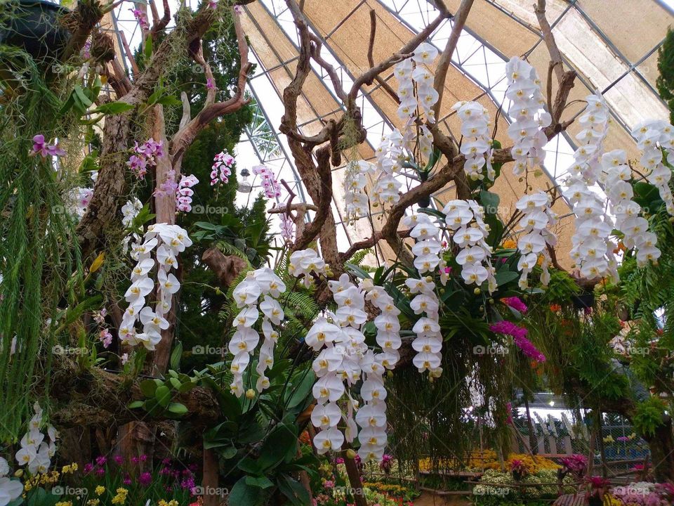 orchid garden. vanda