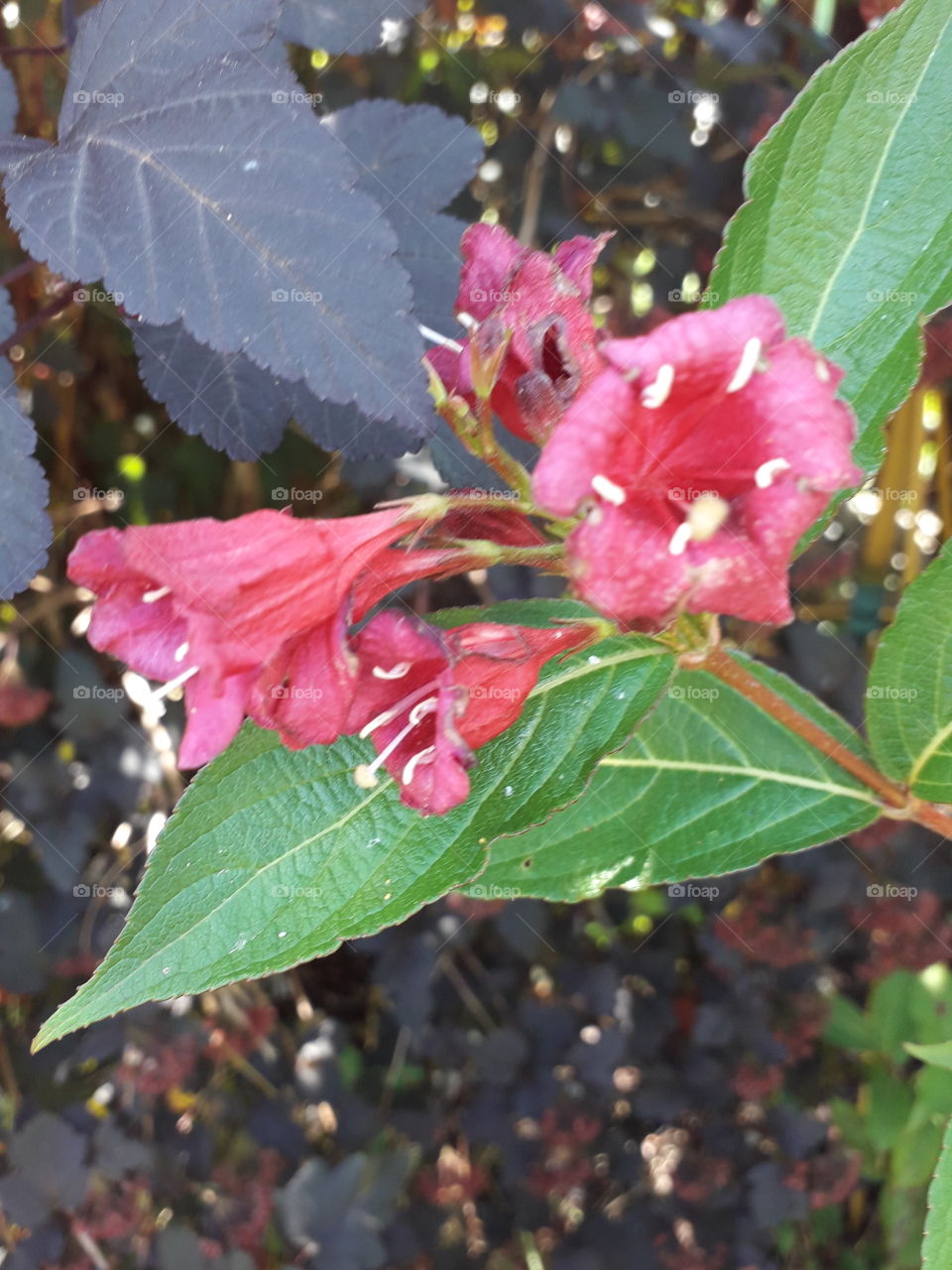 contrasting colors:  weigela and physocarpus