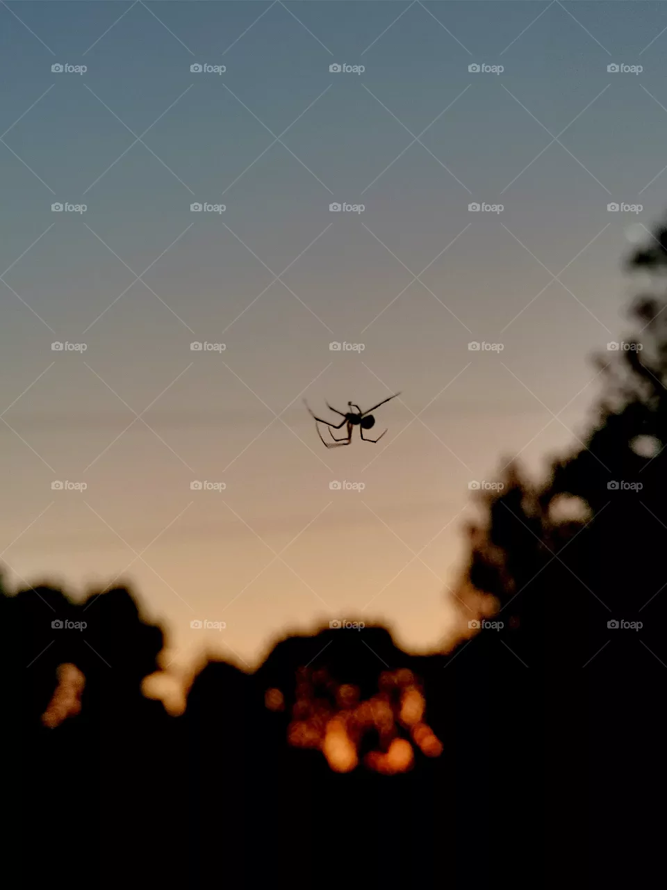 Spider