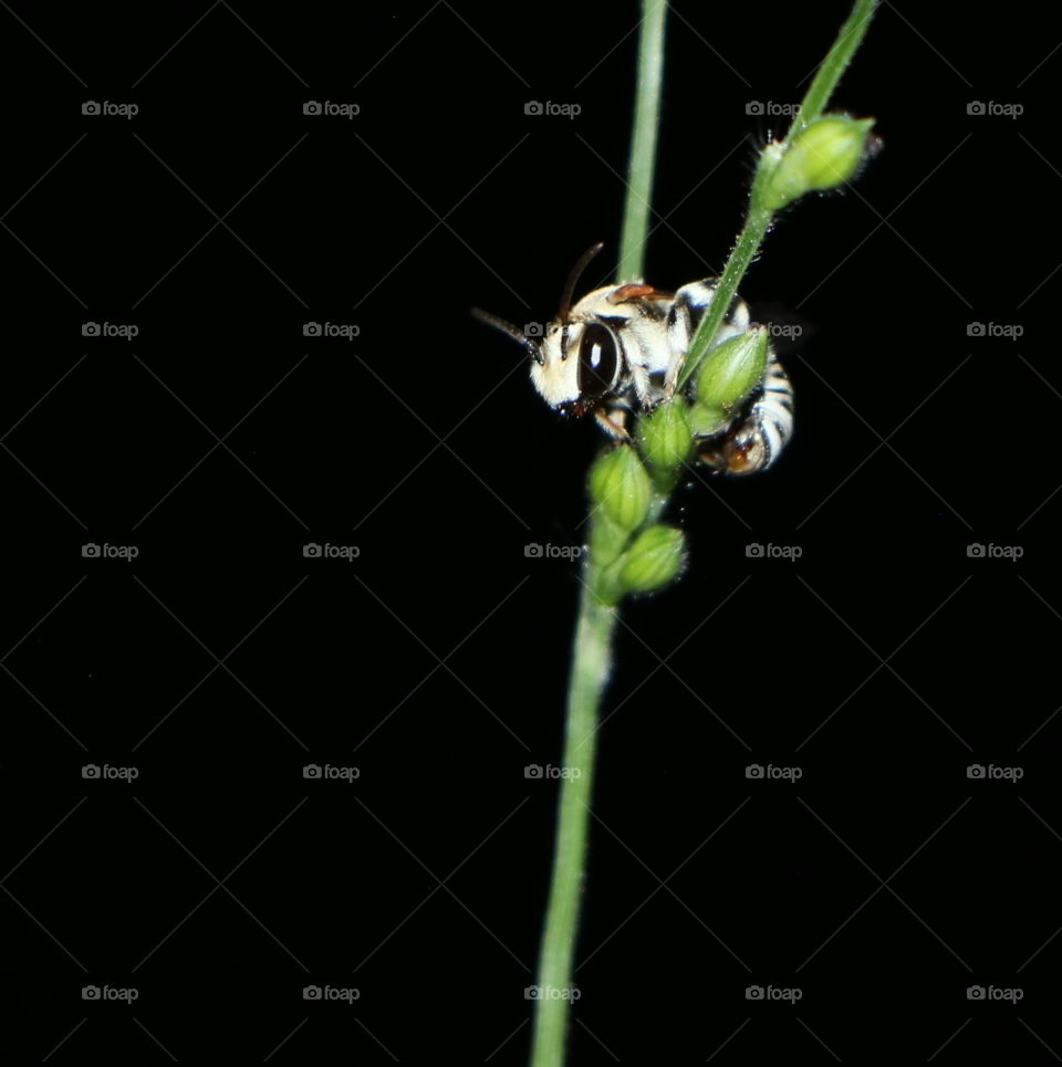cute little insect climbing a stem