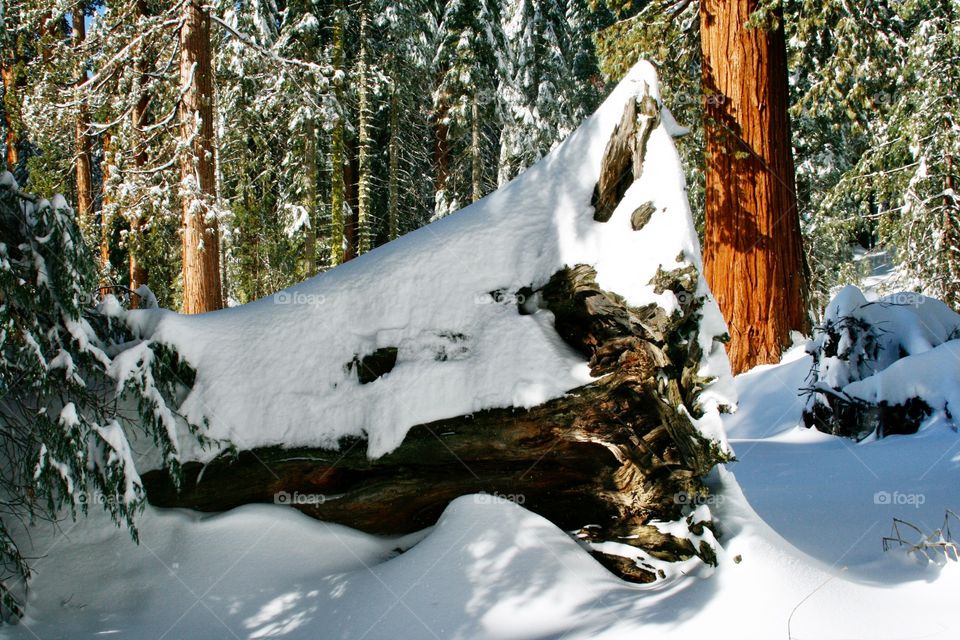 Fallen tree in sequoia park 