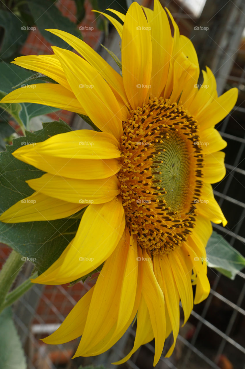 Big yellow sunflower