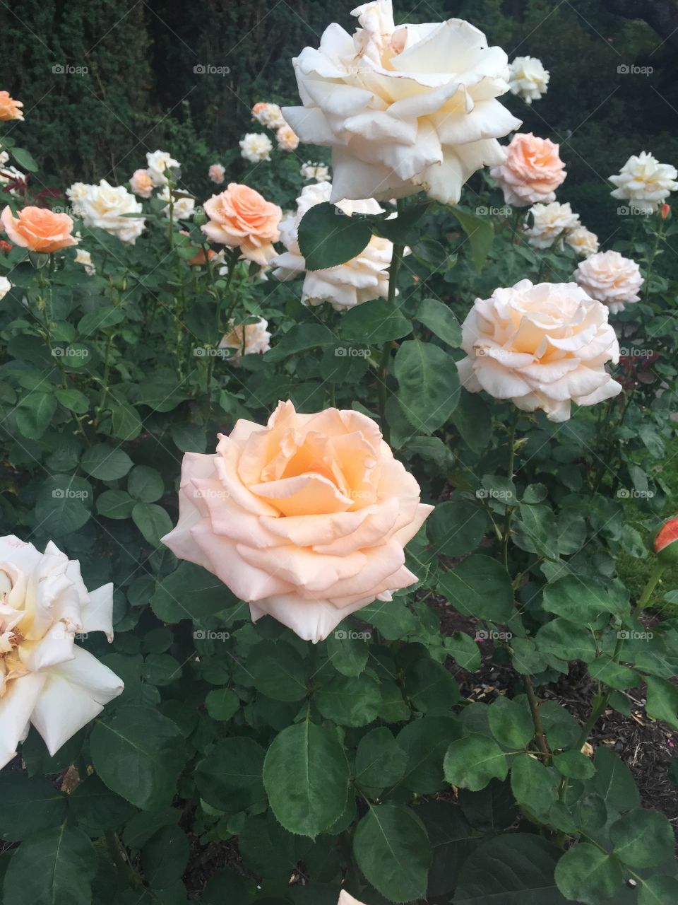 Portland, OR / international rose test garden 