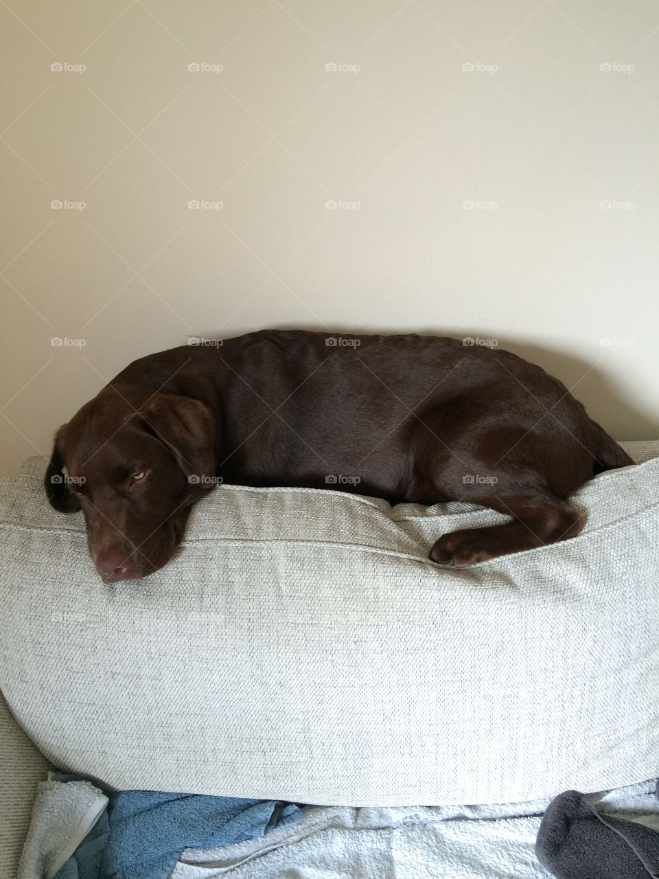 Brown Chocolate Labrador dog lying on sofa chair back