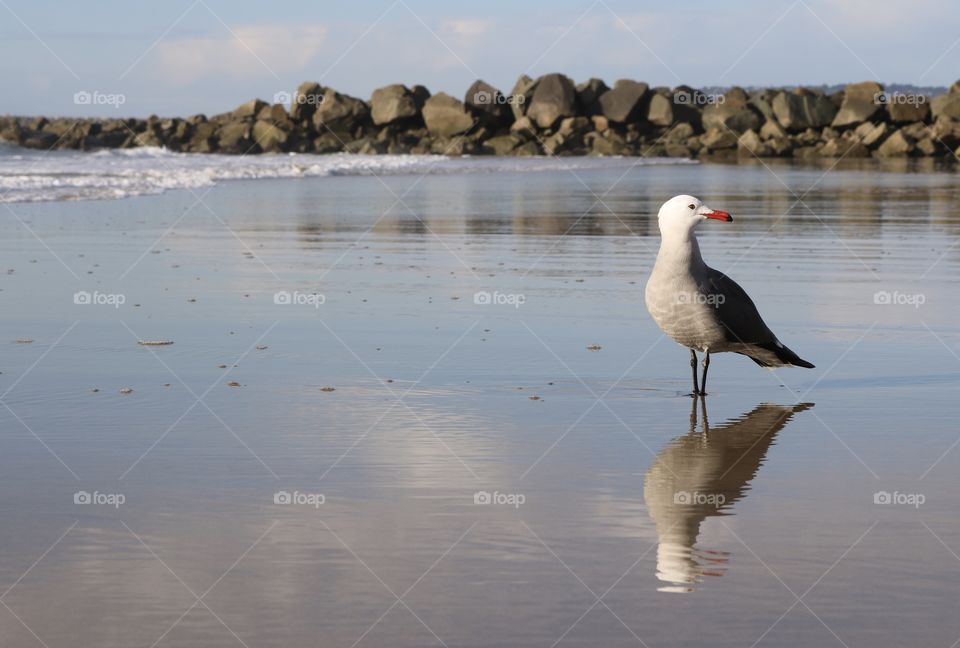 This seagull was standing near the sunny ocean shore.The beak has such an eye catching red.