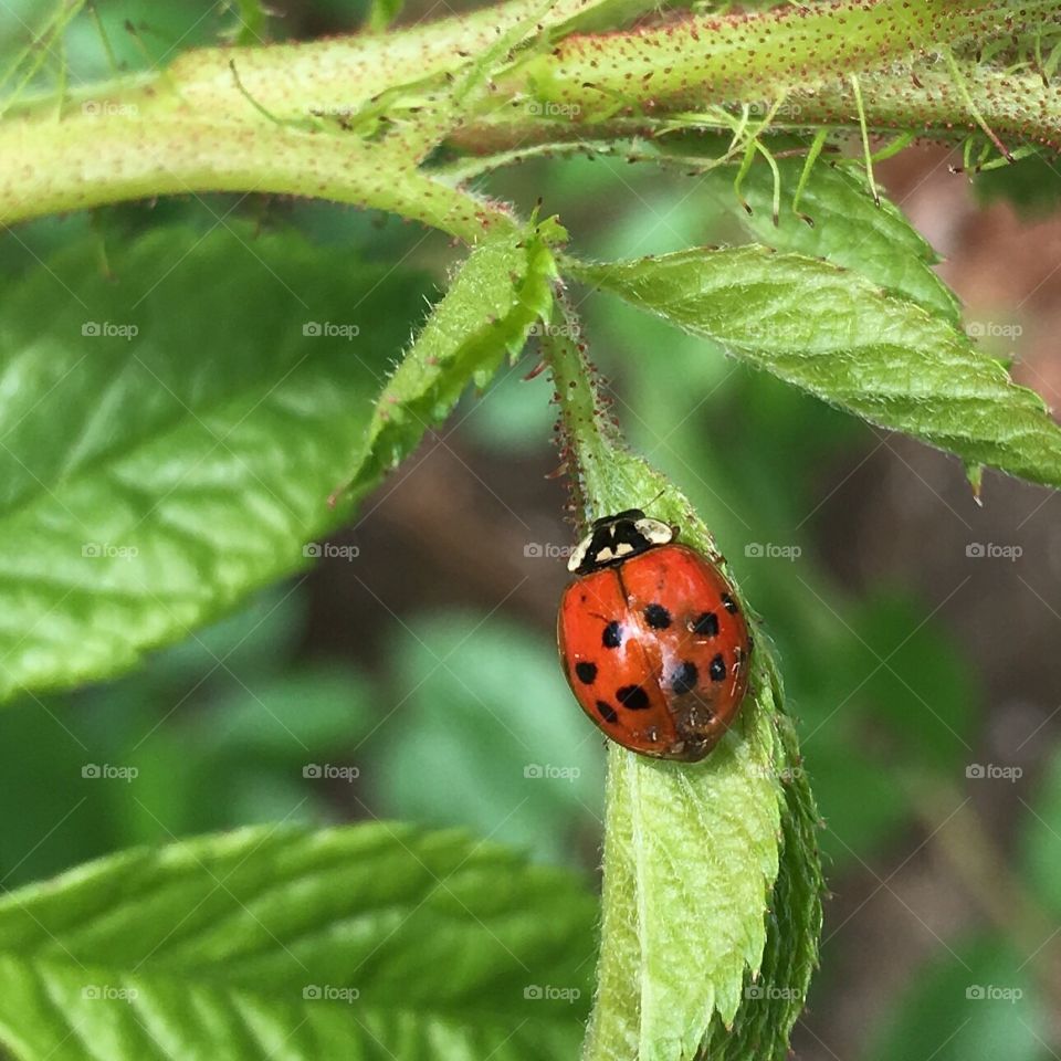 Ladybugs