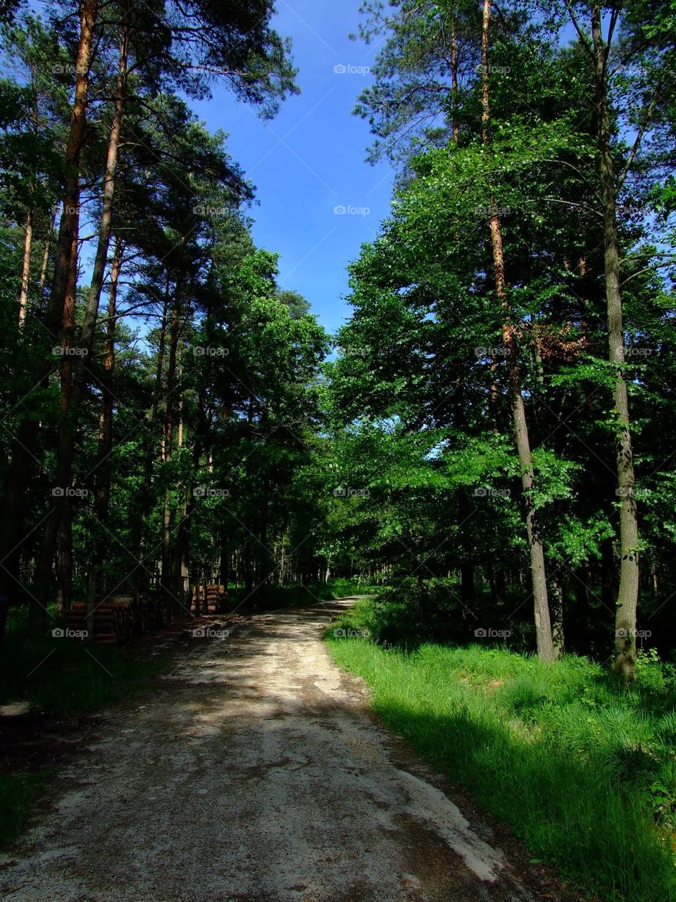 to go into the forest