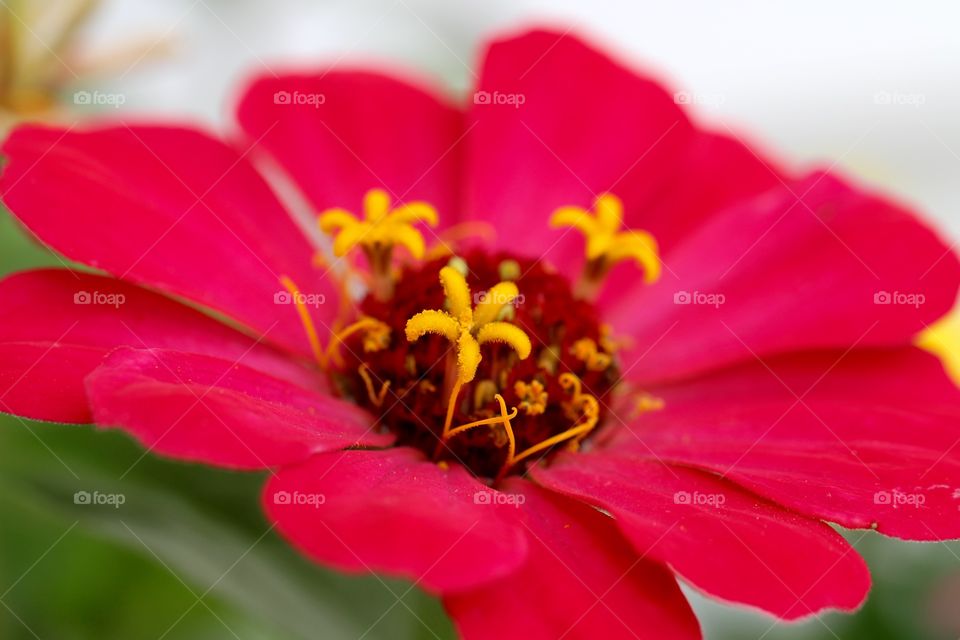 Pink Flower 1