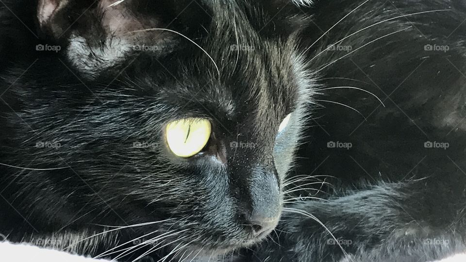 Beautiful black kitty cat face with gorgeous bright green eyes has her eyes fixed on a critter outdoors! 