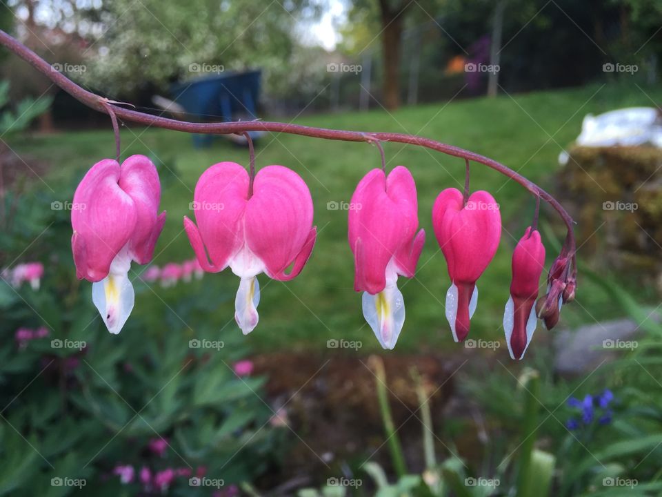 Bleeding Hearts