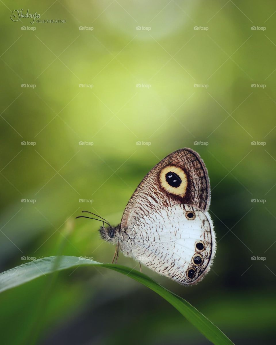 White four ring butterfly