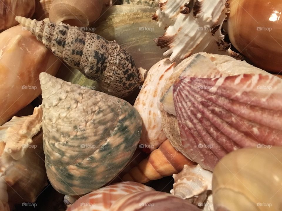 Seashells
