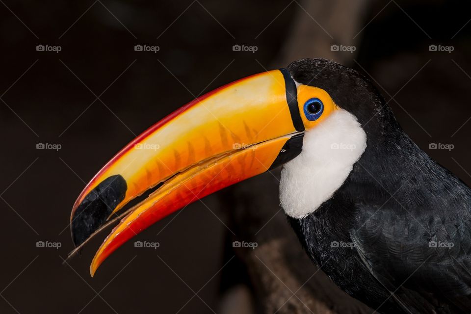 Toucan, a beautiful bird in Brazil
